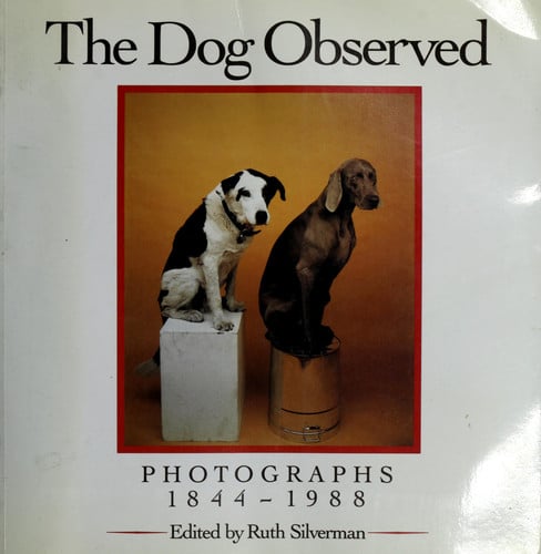 Dog Observed