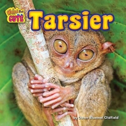 Tarsier (Weird But Cute)