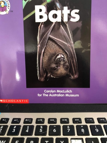 Bats (Reading discovery)